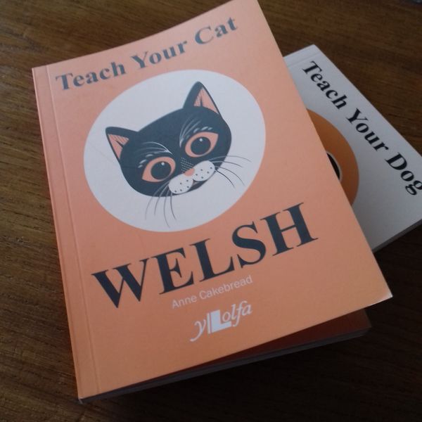 Michievous black cat to inspire people to learn Welsh!