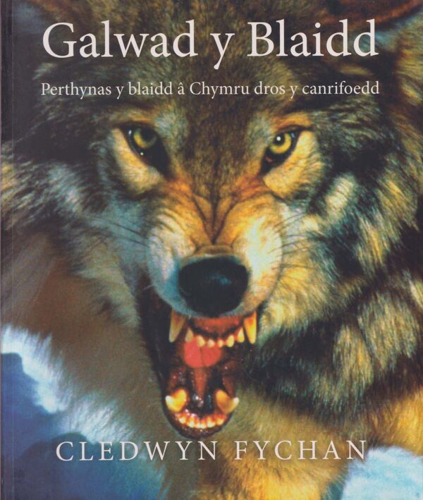 Llun o 'Galwad y Blaidd' 
                              gan Cledwyn Fychan